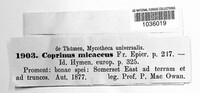 Coprinellus micaceus image